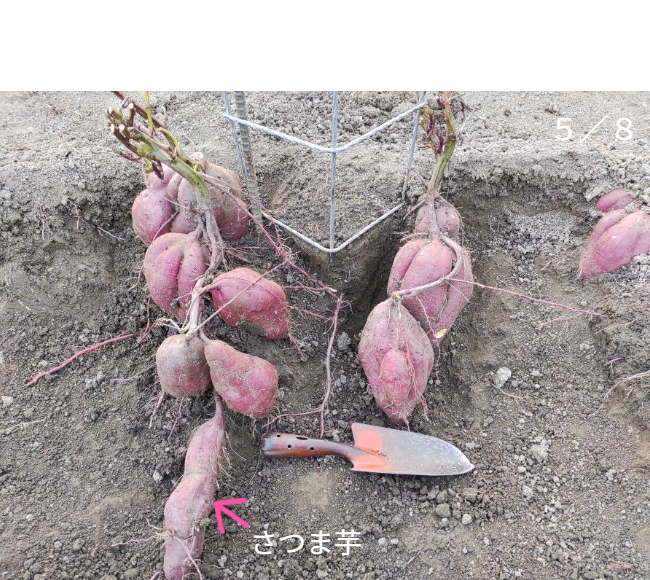 人の背丈を超える高さまで成長したマリーゴールドの垂直栽培実例。一般的な園芸支柱では支えきれないボリュームを、高さ200cmのバラ用支柱が堅牢に保持。「目線の高さで楽しめる」という魅力に加え、敷地境界における自然な目隠し効果も発揮。 / Vertical cultivation of Marigolds growing taller than a person. The 200cm Rose Trellis firmly supports the heavy volume that ordinary poles cannot. Creates a beautiful "flower wall" that functions as a natural privacy screen.