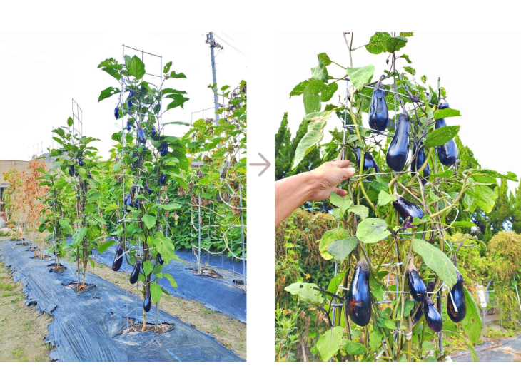 「バラ用支柱」のコンセプト画像。「目線の高さで楽しめる垂直栽培の魅力」。高さ200cmの支柱が、花や緑を人の視界レベル（アイレベル）まで持ち上げ、美しい景観を作ると同時に、外部からの視線を自然に遮る「見せないガード」としての機能を示唆。 / Concept text: "Charm of Vertical Cultivation enjoyed at Eye Level." Indicates that the 200cm trellis lifts plants to human height, creating a beautiful floral landscape that also serves as a natural privacy shield against outside eyes.