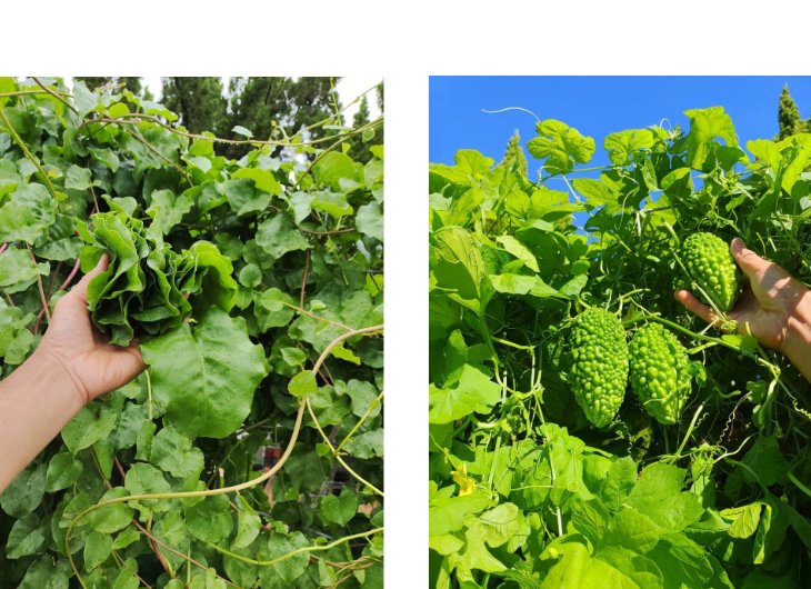 「バラ用支柱」のコンセプト画像。「目線の高さで楽しめる垂直栽培の魅力」。高さ200cmの支柱が、花や緑を人の視界レベル（アイレベル）まで持ち上げ、美しい景観を作ると同時に、外部からの視線を自然に遮る「見せないガード」としての機能を示唆。 / Concept text: "Charm of Vertical Cultivation enjoyed at Eye Level." Indicates that the 200cm trellis lifts plants to human height, creating a beautiful floral landscape that also serves as a natural privacy shield against outside eyes.