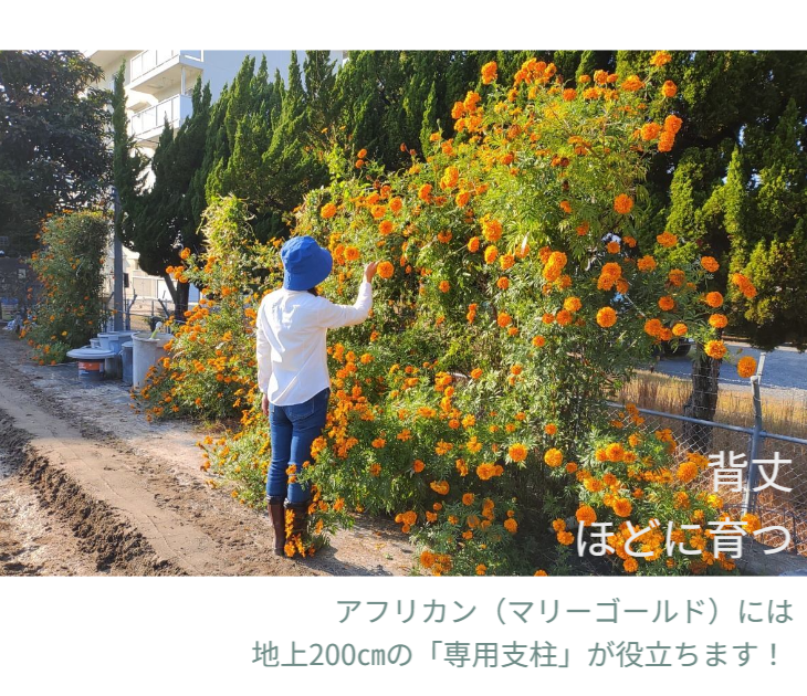 「バラ用支柱」のコンセプト画像。「目線の高さで楽しめる垂直栽培の魅力」。高さ200cmの支柱が、花や緑を人の視界レベル（アイレベル）まで持ち上げ、美しい景観を作ると同時に、外部からの視線を自然に遮る「見せないガード」としての機能を示唆。 / Concept text: "Charm of Vertical Cultivation enjoyed at Eye Level." Indicates that the 200cm trellis lifts plants to human height, creating a beautiful floral landscape that also serves as a natural privacy shield against outside eyes.