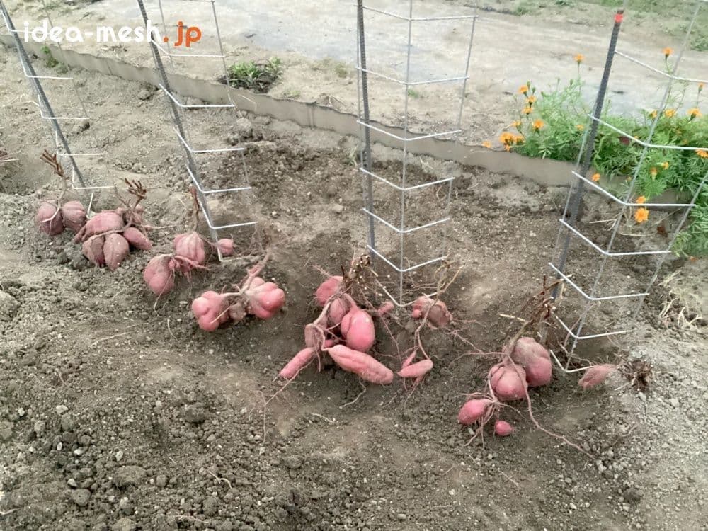 ※写真は専用支柱を背面上から見た状態（さつまいもを収穫中）