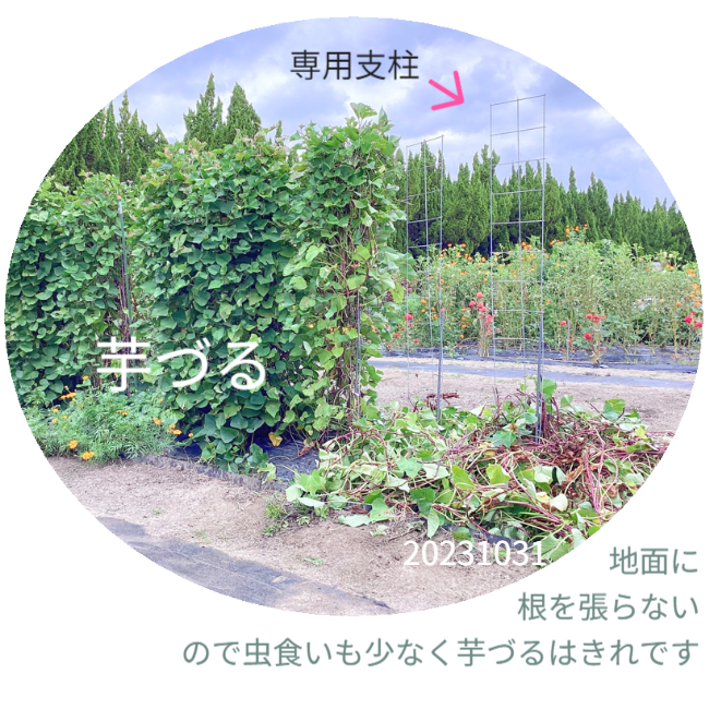 さつまいもの垂直栽培（2/2）。ツルを除去し、骨格となる「専用支柱」を露出させたレントゲン写真のような構図。植物の中に隠された、堅牢なメッシュ構造を可視化。 / Vertical Sweet Potato Cultivation (2/2). Image revealing the bare "Specialized Trellis" skeleton after vine removal, exposing the hidden sturdy mesh structure like an X-ray.