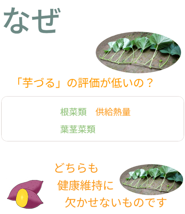 なぜ、過去の食料危機対策で「芋づる」の評価が低いの？　・さつまいも：根菜類／供給熱量（カロリー）　・芋づる：葉茎菜類／野菜の栄養価　　どちらも健康維持に欠かせない（カロリー＆野菜の栄養価）