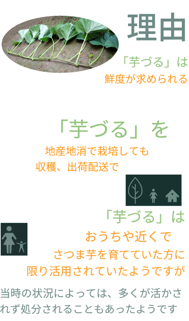 理由としては、「芋づる」は鮮度が求められる「葉野菜」だからです。また「芋づる」を地産地消で栽培しても、収穫、出荷配送で大変なコストが必要で鮮度も落ちます。「芋づる」はおうちや近くでさつまいもを栽培している方のみ活用できました。