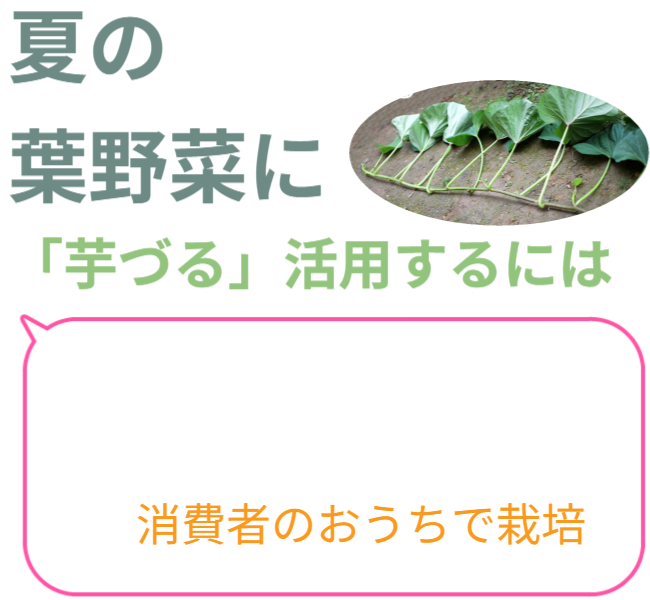 夏の葉野菜に「芋づる」活用するには、芋づるを市場に乗せないで消費者のおうちで栽培＆欠かせないものが「垂直栽培」です。 ※園芸用支柱（ダイソー）を使った使用例は後半です