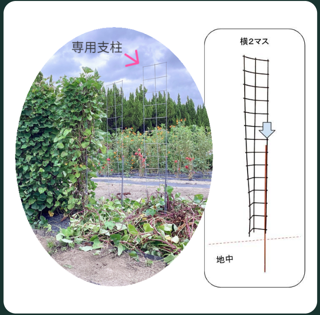 専用支柱二つには芋づるがまだ栽培されているが、残りの二つは芋づるが支柱の下に取り除かれた状態です。芋づるが除去される前後の状態と取り除かれた芋づるのボリュームが良く理解できます。専用支柱一つに芋苗は２本（株間約30cm）／専用支柱の横幅が約30cmです。
