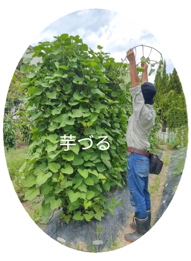 「バラ用支柱」のコンセプト画像。「目線の高さで楽しめる垂直栽培の魅力」。高さ200cmの支柱が、花や緑を人の視界レベル（アイレベル）まで持ち上げ、美しい景観を作ると同時に、外部からの視線を自然に遮る「見せないガード」としての機能を示唆。 / Concept text: "Charm of Vertical Cultivation enjoyed at Eye Level." Indicates that the 200cm trellis lifts plants to human height, creating a beautiful floral landscape that also serves as a natural privacy shield against outside eyes.