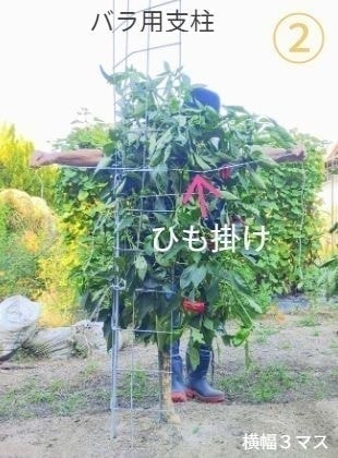 支柱とピーマンの後ろから支柱にヒモ掛けをしている男性