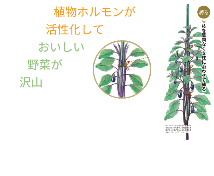 「バラ用支柱」のコンセプト画像。「目線の高さで楽しめる垂直栽培の魅力」。高さ200cmの支柱が、花や緑を人の視界レベル（アイレベル）まで持ち上げ、美しい景観を作ると同時に、外部からの視線を自然に遮る「見せないガード」としての機能を示唆。 / Concept text: "Charm of Vertical Cultivation enjoyed at Eye Level." Indicates that the 200cm trellis lifts plants to human height, creating a beautiful floral landscape that also serves as a natural privacy shield against outside eyes.