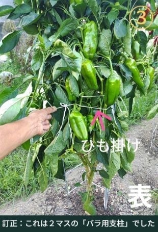 ピーマンが沢山収穫できている状態（専用支柱の表側）