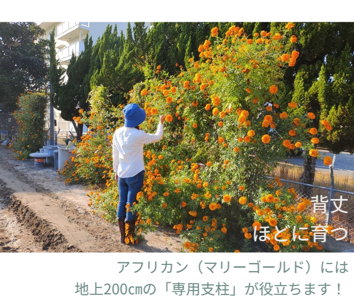 「バラ用支柱」のコンセプト画像。「目線の高さで楽しめる垂直栽培の魅力」。高さ200cmの支柱が、花や緑を人の視界レベル（アイレベル）まで持ち上げ、美しい景観を作ると同時に、外部からの視線を自然に遮る「見せないガード」としての機能を示唆。 / Concept text: "Charm of Vertical Cultivation enjoyed at Eye Level." Indicates that the 200cm trellis lifts plants to human height, creating a beautiful floral landscape that also serves as a natural privacy shield against outside eyes.