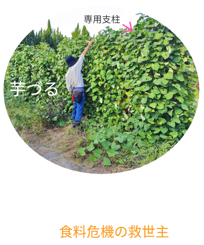 さつまいもの垂直栽培（2/2）。ツルを除去し、骨格となる「専用支柱」を露出させたレントゲン写真のような構図。植物の中に隠された、堅牢なメッシュ構造を可視化。 / Vertical Sweet Potato Cultivation (2/2). Image revealing the bare "Specialized Trellis" skeleton after vine removal, exposing the hidden sturdy mesh structure like an X-ray.