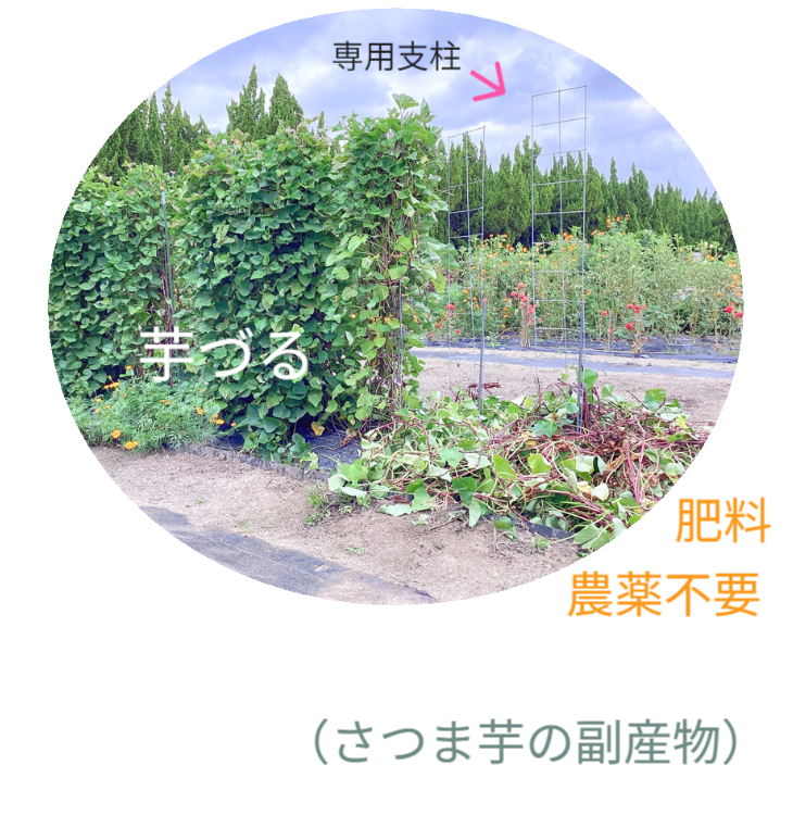 さつまいもの垂直栽培（2/2）。ツルを除去し、骨格となる「専用支柱」を露出させたレントゲン写真のような構図。植物の中に隠された、堅牢なメッシュ構造を可視化。 / Vertical Sweet Potato Cultivation (2/2). Image revealing the bare "Specialized Trellis" skeleton after vine removal, exposing the hidden sturdy mesh structure like an X-ray.