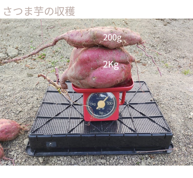 人の背丈を超える高さまで成長したマリーゴールドの垂直栽培実例。一般的な園芸支柱では支えきれないボリュームを、高さ200cmのバラ用支柱が堅牢に保持。「目線の高さで楽しめる」という魅力に加え、敷地境界における自然な目隠し効果も発揮。 / Vertical cultivation of Marigolds growing taller than a person. The 200cm Rose Trellis firmly supports the heavy volume that ordinary poles cannot. Creates a beautiful "flower wall" that functions as a natural privacy screen.