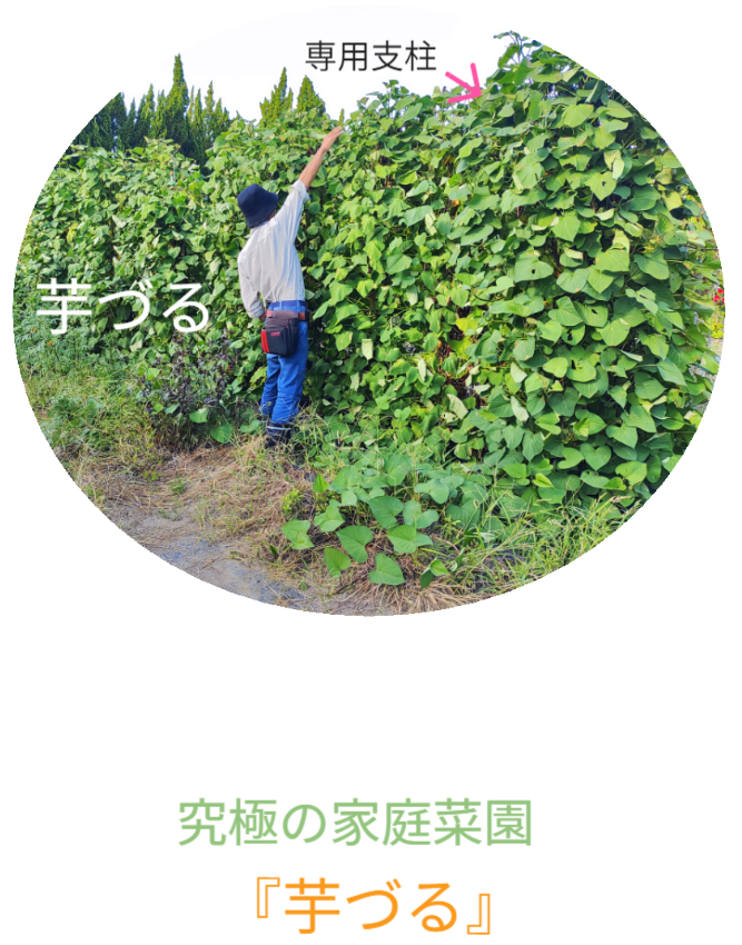 さつまいもの垂直栽培（2/2）。ツルを除去し、骨格となる「専用支柱」を露出させたレントゲン写真のような構図。植物の中に隠された、堅牢なメッシュ構造を可視化。 / Vertical Sweet Potato Cultivation (2/2). Image revealing the bare "Specialized Trellis" skeleton after vine removal, exposing the hidden sturdy mesh structure like an X-ray.