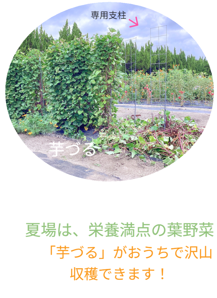 さつまいもの垂直栽培（2/2）。ツルを除去し、骨格となる「専用支柱」を露出させたレントゲン写真のような構図。植物の中に隠された、堅牢なメッシュ構造を可視化。 / Vertical Sweet Potato Cultivation (2/2). Image revealing the bare "Specialized Trellis" skeleton after vine removal, exposing the hidden sturdy mesh structure like an X-ray.