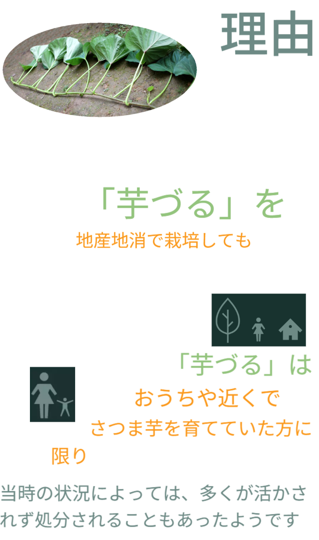理由としては、「芋づる」は鮮度が求められる「葉野菜」だからです。また「芋づる」を地産地消で栽培しても、収穫、出荷配送で大変なコストが必要で鮮度も落ちます。「芋づる」はおうちや近くでさつまいもを栽培している方のみ活用できました。