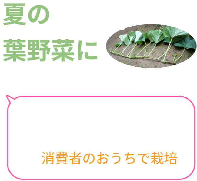 夏の葉野菜に「芋づる」活用するには、芋づるを市場に乗せないで消費者のおうちで栽培＆欠かせないものが「垂直栽培」です。 ※園芸用支柱（ダイソー）を使った使用例は後半です