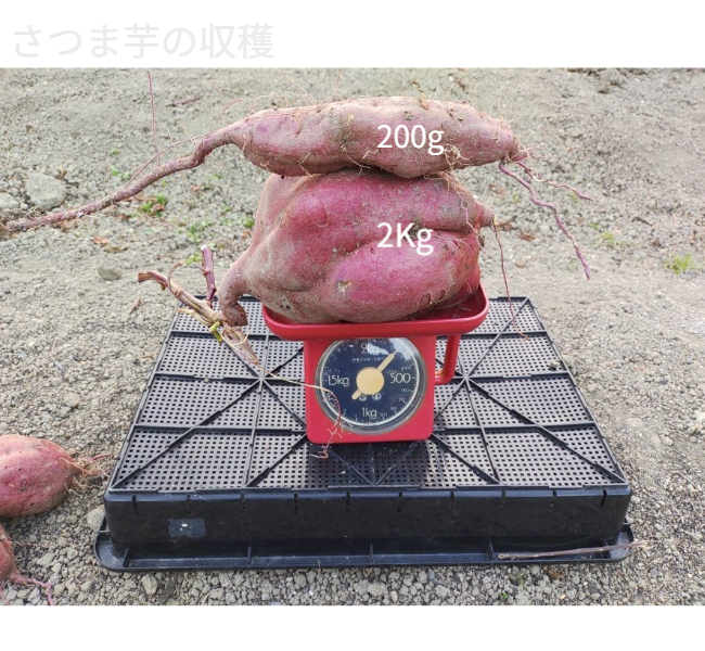 人の背丈を超える高さまで成長したマリーゴールドの垂直栽培実例。一般的な園芸支柱では支えきれないボリュームを、高さ200cmのバラ用支柱が堅牢に保持。「目線の高さで楽しめる」という魅力に加え、敷地境界における自然な目隠し効果も発揮。 / Vertical cultivation of Marigolds growing taller than a person. The 200cm Rose Trellis firmly supports the heavy volume that ordinary poles cannot. Creates a beautiful "flower wall" that functions as a natural privacy screen.