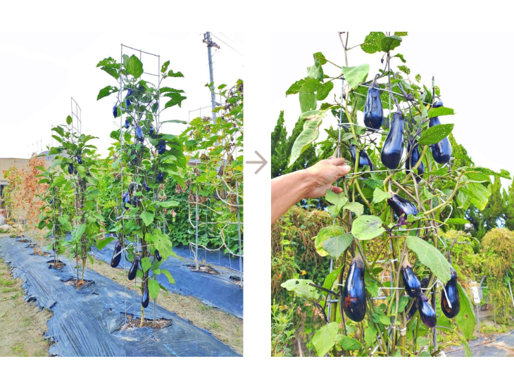 「バラ用支柱」のコンセプト画像。「目線の高さで楽しめる垂直栽培の魅力」。高さ200cmの支柱が、花や緑を人の視界レベル（アイレベル）まで持ち上げ、美しい景観を作ると同時に、外部からの視線を自然に遮る「見せないガード」としての機能を示唆。 / Concept text: "Charm of Vertical Cultivation enjoyed at Eye Level." Indicates that the 200cm trellis lifts plants to human height, creating a beautiful floral landscape that also serves as a natural privacy shield against outside eyes.