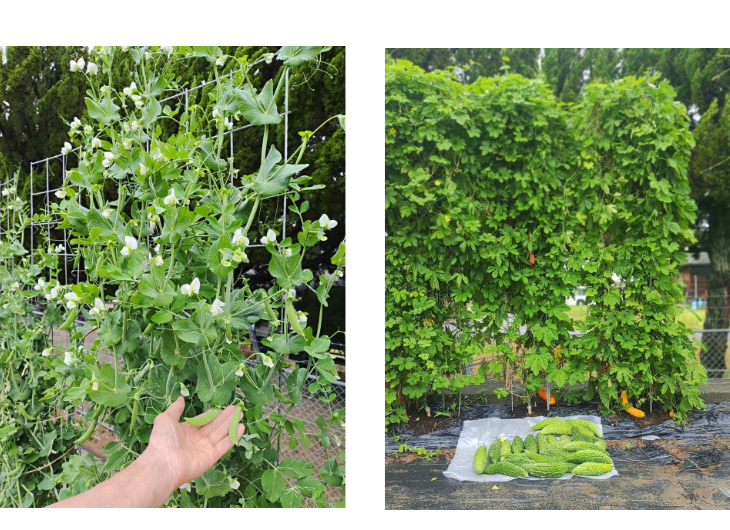 「バラ用支柱」のコンセプト画像。「目線の高さで楽しめる垂直栽培の魅力」。高さ200cmの支柱が、花や緑を人の視界レベル（アイレベル）まで持ち上げ、美しい景観を作ると同時に、外部からの視線を自然に遮る「見せないガード」としての機能を示唆。 / Concept text: "Charm of Vertical Cultivation enjoyed at Eye Level." Indicates that the 200cm trellis lifts plants to human height, creating a beautiful floral landscape that also serves as a natural privacy shield against outside eyes.