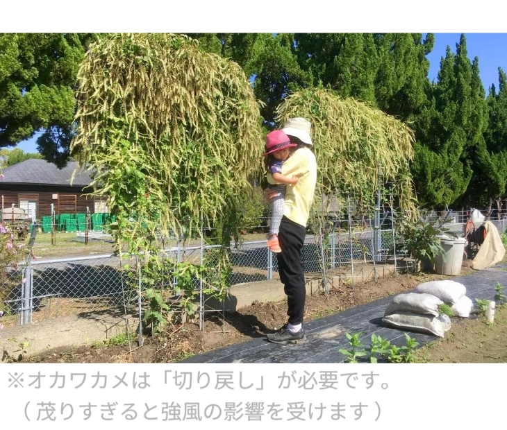 「バラ用支柱」のコンセプト画像。「目線の高さで楽しめる垂直栽培の魅力」。高さ200cmの支柱が、花や緑を人の視界レベル（アイレベル）まで持ち上げ、美しい景観を作ると同時に、外部からの視線を自然に遮る「見せないガード」としての機能を示唆。 / Concept text: "Charm of Vertical Cultivation enjoyed at Eye Level." Indicates that the 200cm trellis lifts plants to human height, creating a beautiful floral landscape that also serves as a natural privacy shield against outside eyes.