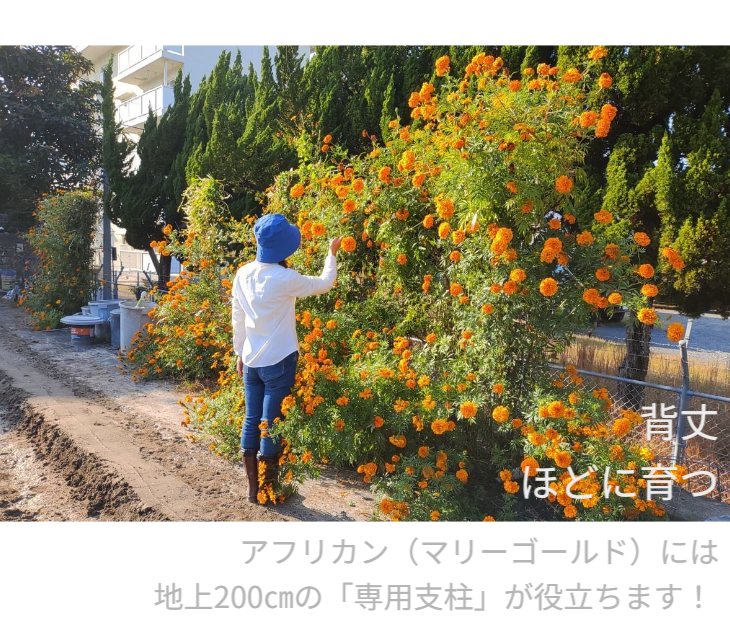 「バラ用支柱」のコンセプト画像。「目線の高さで楽しめる垂直栽培の魅力」。高さ200cmの支柱が、花や緑を人の視界レベル（アイレベル）まで持ち上げ、美しい景観を作ると同時に、外部からの視線を自然に遮る「見せないガード」としての機能を示唆。 / Concept text: "Charm of Vertical Cultivation enjoyed at Eye Level." Indicates that the 200cm trellis lifts plants to human height, creating a beautiful floral landscape that also serves as a natural privacy shield against outside eyes.