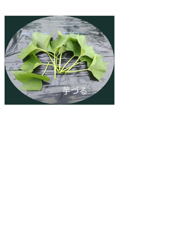 夏場の収穫では、収穫後あっという間に葉がしおれてしまうため、スーパーなどの流通ルートには載せることができないのです。