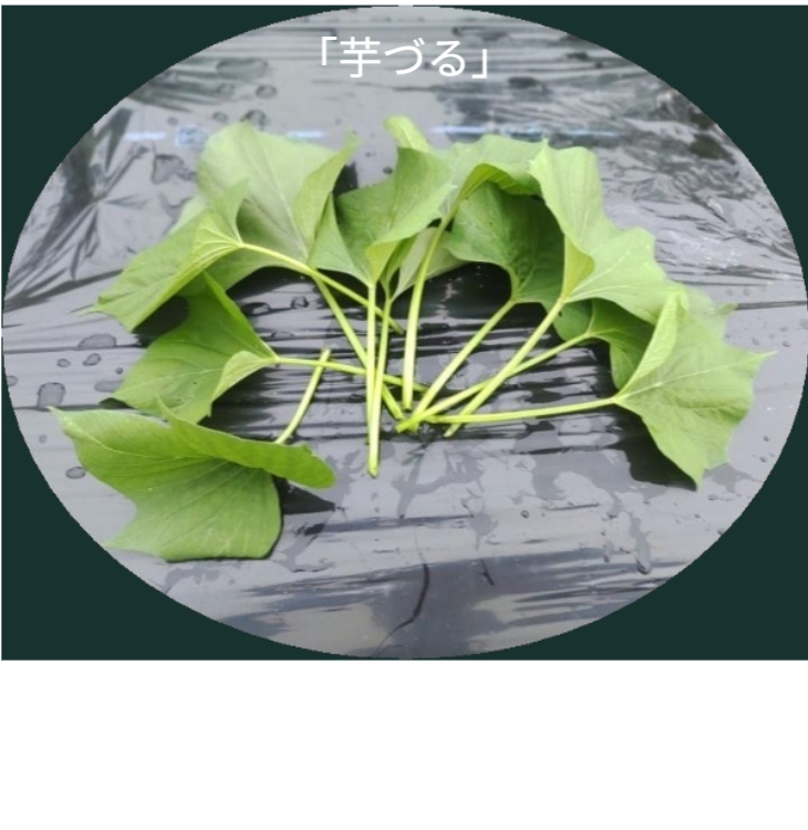 家庭菜園で収穫した新鮮な芋づる。葉っぱと葉柄ぶぶん（鳴門金時）