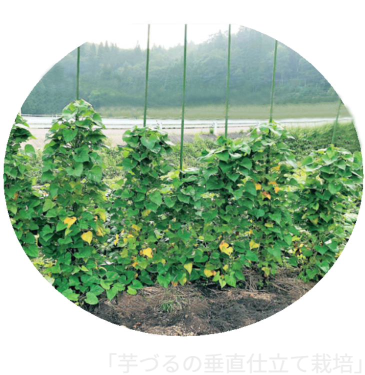 しかも100円ショップの園芸用支柱（丸棒）を使った「芋づるの垂直仕立て栽培」風景
