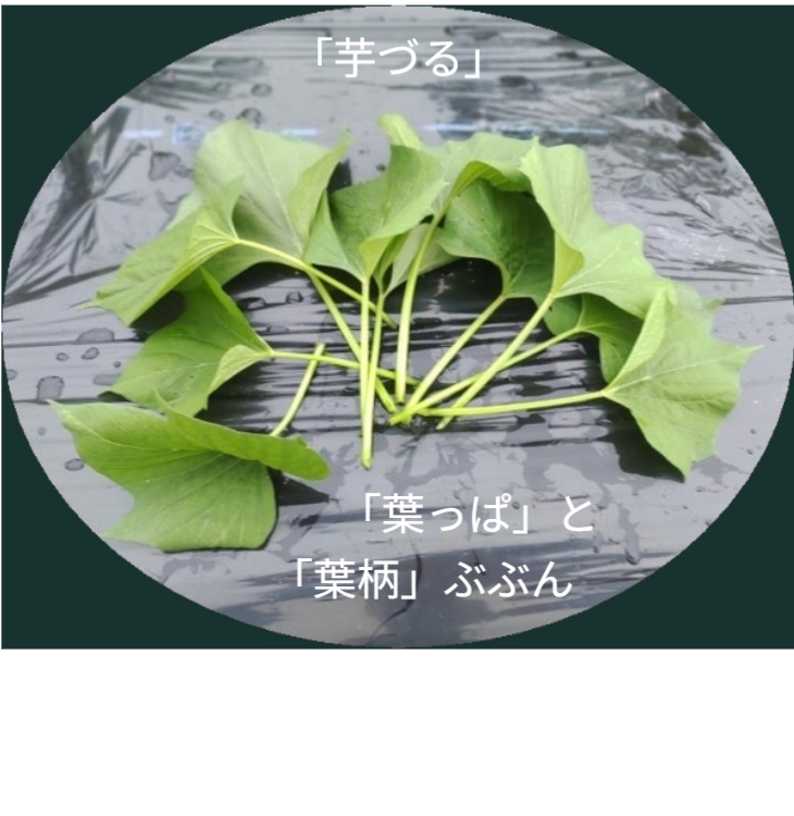 家庭菜園で収穫した新鮮な芋づる。葉っぱと葉柄ぶぶん（鳴門金時）