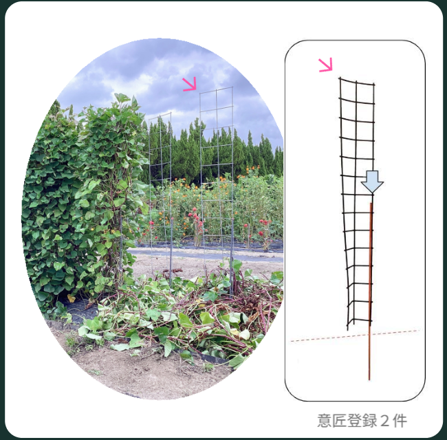 一部のツルを収穫・撤去し、残りの専用支柱と芋づるのボリュームを比較できる家庭菜園の様子