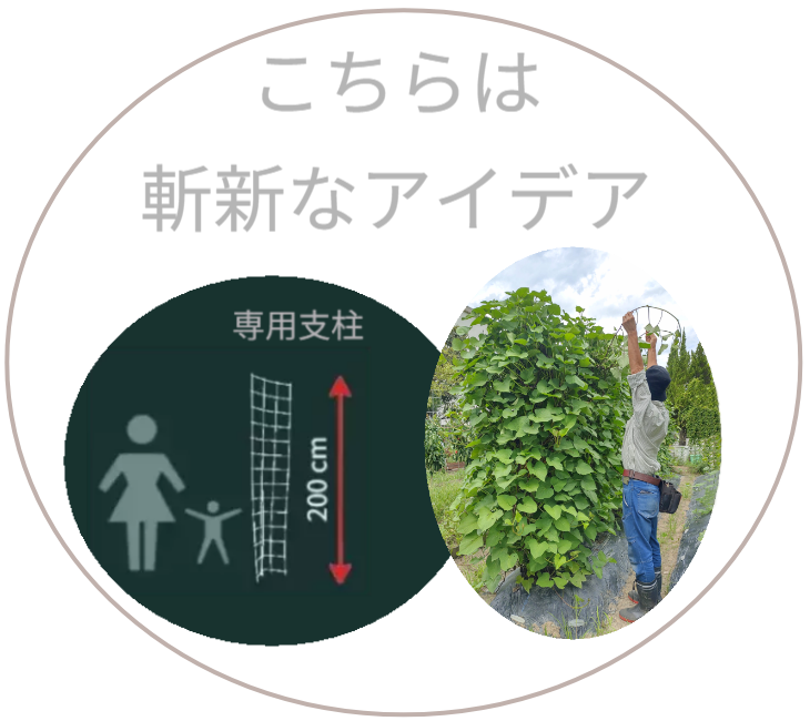 こちらは斬新なアイデア、専用支柱を使った芋づるの垂直栽培